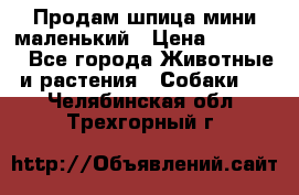 Продам шпица мини маленький › Цена ­ 15 000 - Все города Животные и растения » Собаки   . Челябинская обл.,Трехгорный г.